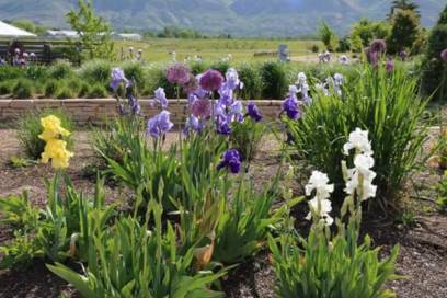 Stokes Ornamental Grass & Iris Garden
