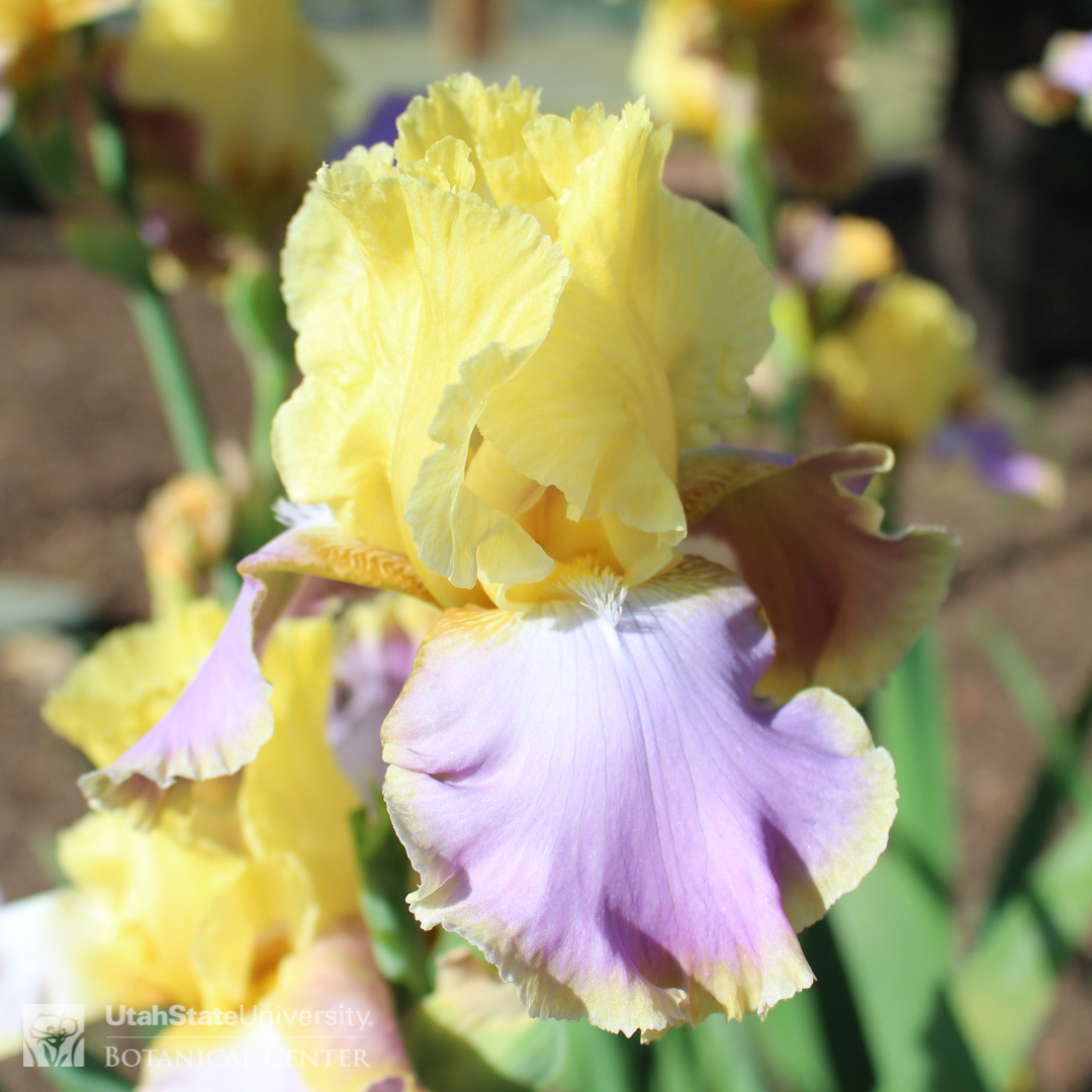 Yellow iris with purple falls
