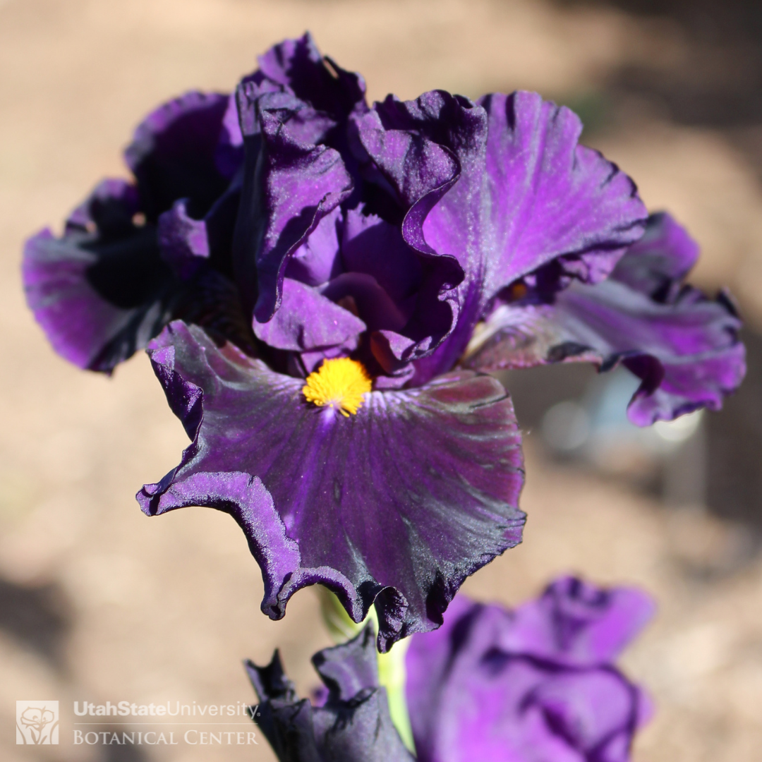 Dark purple iris with orange beard
