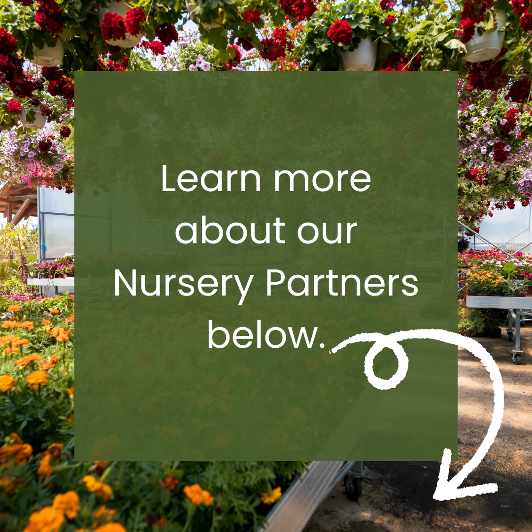 graphic with arrow encouraging people to scroll to learn about nursery partners