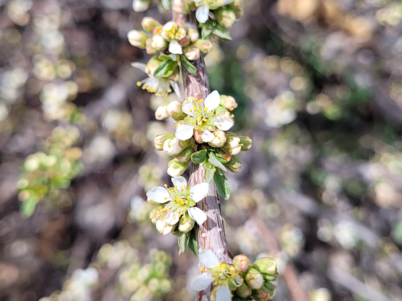 Small white blossoms on low growing shrub