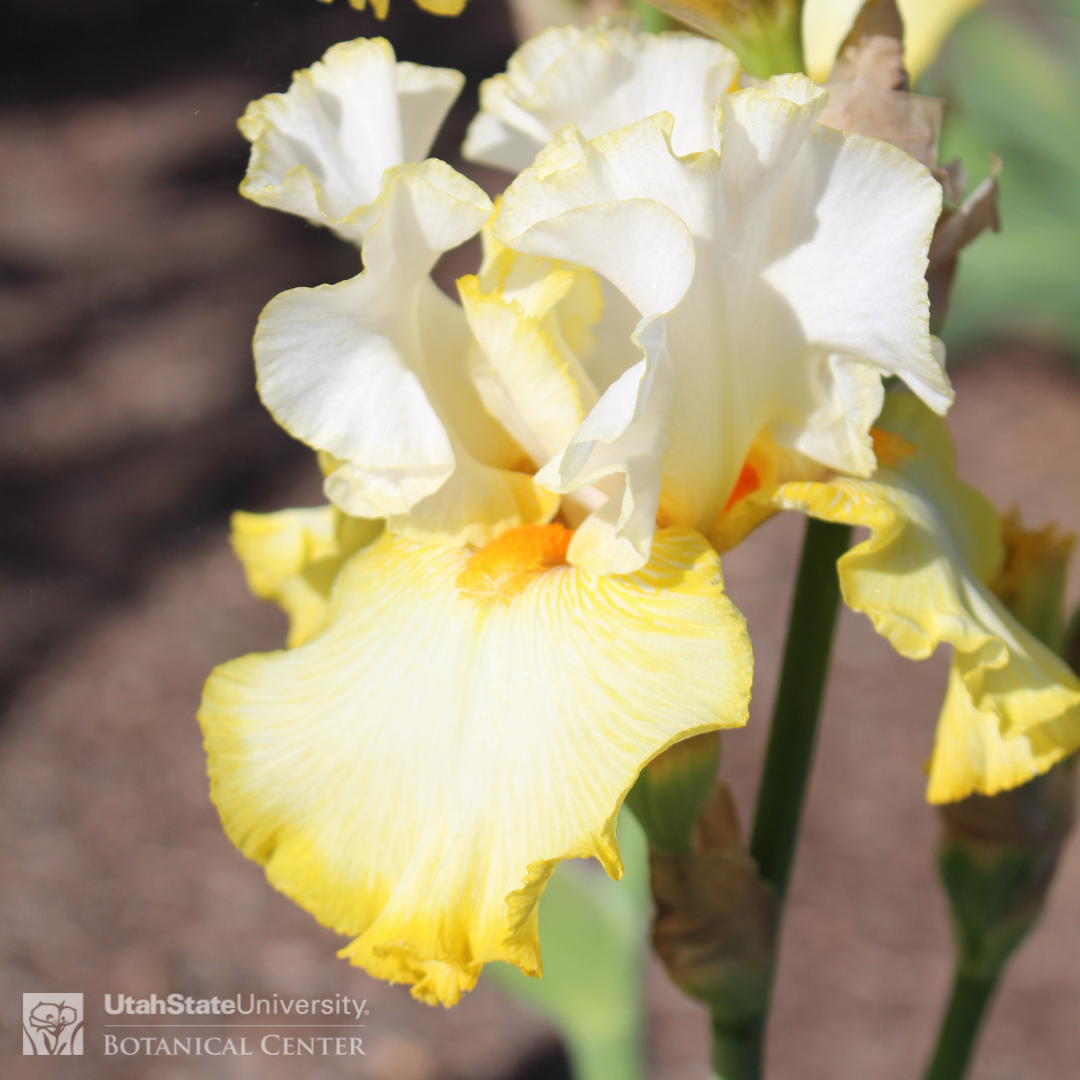 Yellow and white iris
