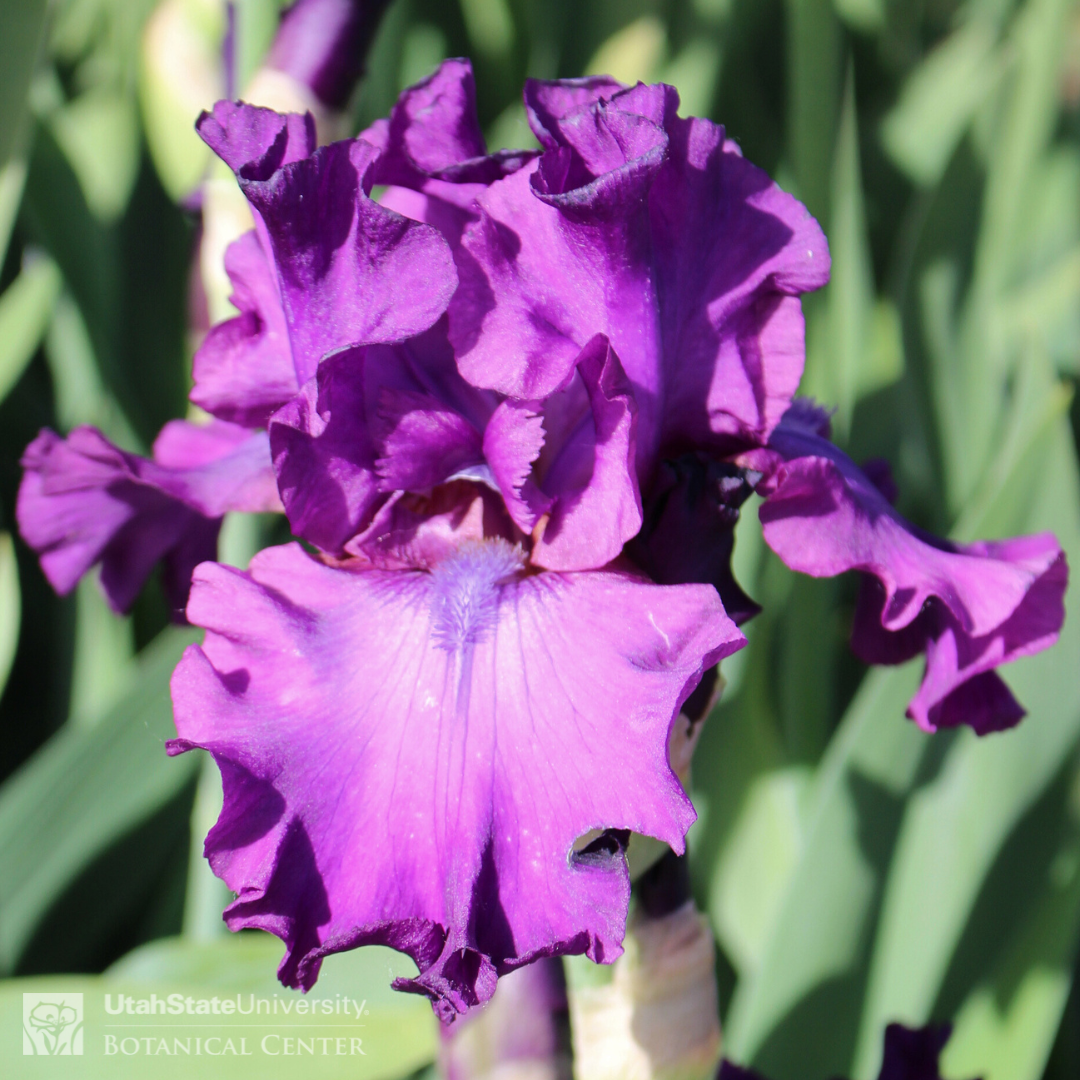 bright purple iris with purple beard