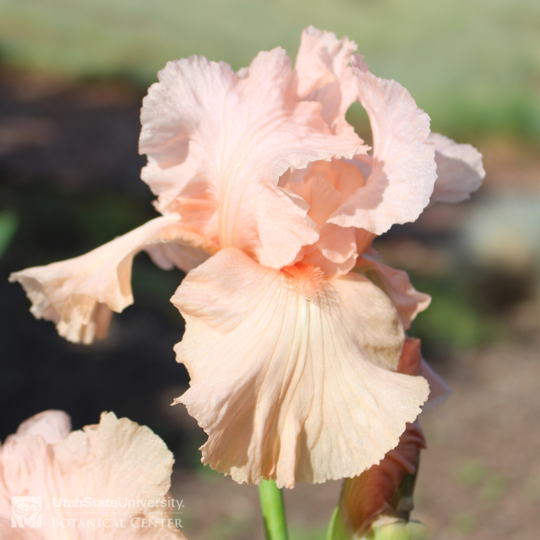 Light Pink Iris