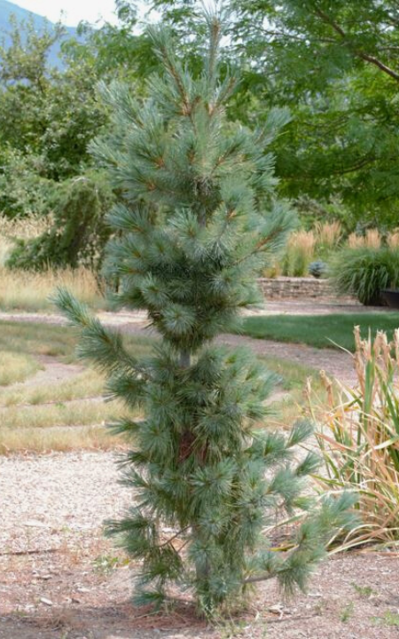 Vanderwolf's Pyramidal Limber Pine