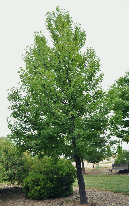 Worplesdon Sweetgum tree