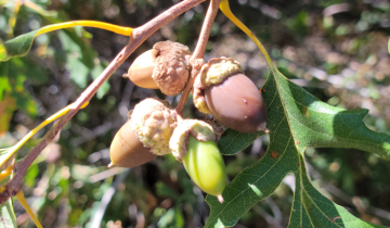 Gambel Oak acorn