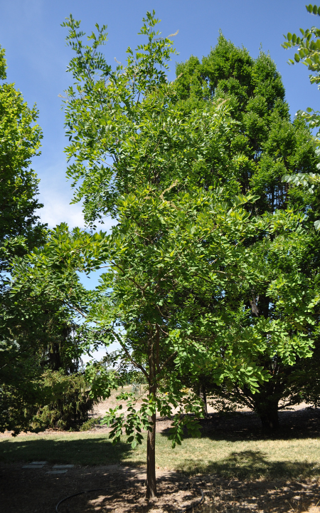Amur Maakia tree