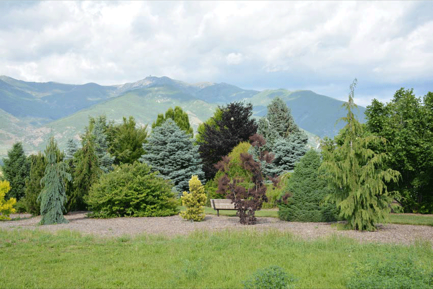 Varga Arboretum