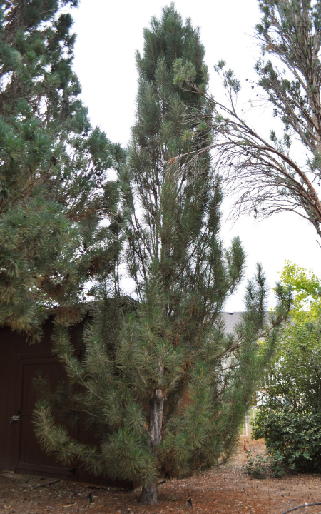 Arnold Sentinel Pine tree