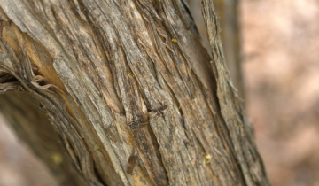 Close up of Alternate Leafed Butterfly Bush bark