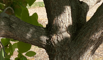 Close up of American Smoketree bark