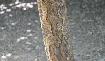 Close up of amur Maakia bark