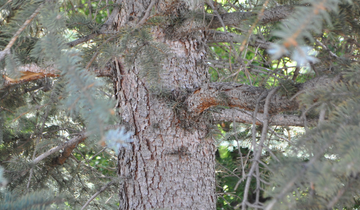 Close up of Bakeri Blue Spruce Bark