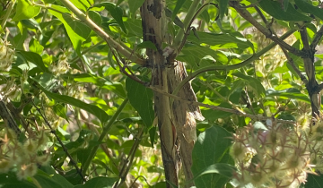 Close up of Beauty Bush bark