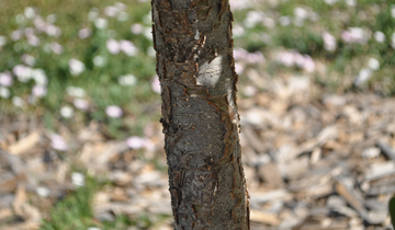 Close up of Beijing Gold tree lilac bark