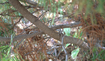Close up of Big Tuna Mugo Pine bark