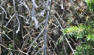 Close up of Bird's Nest Spruce bark