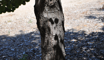 Close up of Black Alder bark