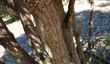 Close up of Black Lace Elderberry bark