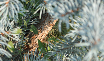 Close up of Blue Horizons Spruce bark