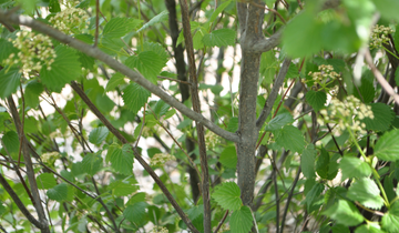 Blue Muffin Arrowhead Viburnum bark