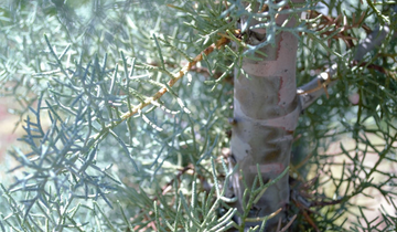 Close up of bark on Blue Pyramid Arizona Cypress