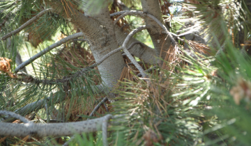 Close up of Bosnian Pine tree bark