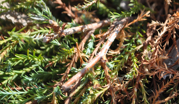 Close up of bark on Mr. Bowling Ball Arborvitae