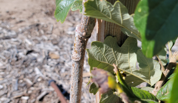 Close up of Bullet Proof Oak bark