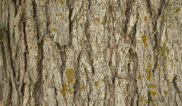 Close up of Bur Oak Bark