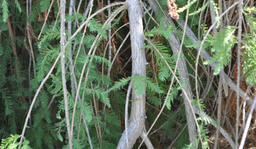 Close up of Cascade Falls Bald Cypress bark