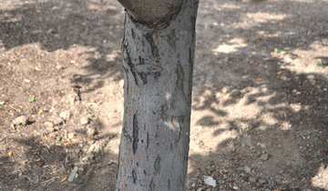 Close up of bark on Centurion Crabapple