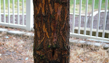 Close up of Chinese Fringetree bark
