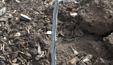 Close up of Allegheny Serviceberry bark