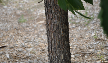 Chinkapin Oak tree bark