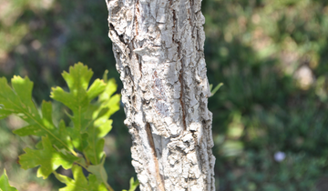 Close up of Cobblestone Oak bark