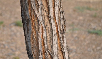 Close up of Colonial Spirit Elm bark