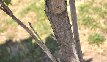 Close up of Columnar Golden Raintree bark