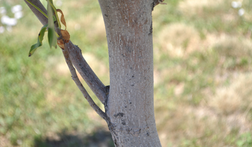 Close up of Columnar Tuliptree bark