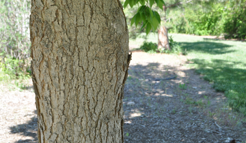 Close up Common Hackberry bark
