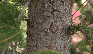 Cupressina Norway Spruce bark