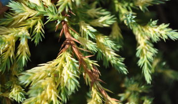 Daub's Frosted Chinese Juniper bark