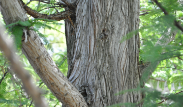 Close up of Dawn Redwood bark
