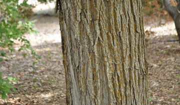 Close up of Deborah Norway Maple bark