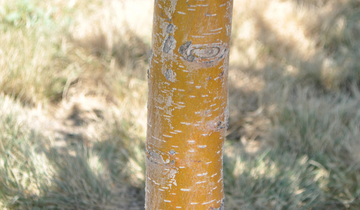 Close up of Dolgo Crabapple bark