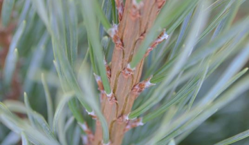 Close up of bark on Dwarf Blue Scotch Pine