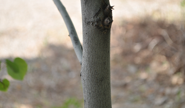 Close up of Eastern Redbud bark