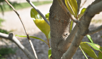 Close up of Edith Bogue Sourthern Magnolia bark