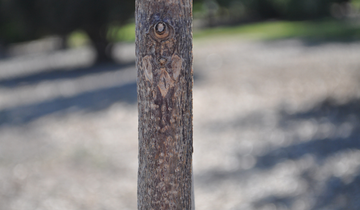 Close up of Espresso Coffeetree Bark